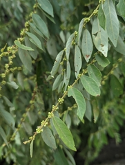 Phyllanthaceae
