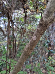 Callicarpa mollis