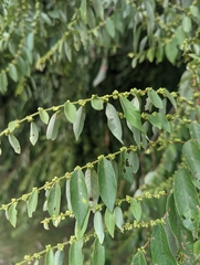 Phyllanthaceae