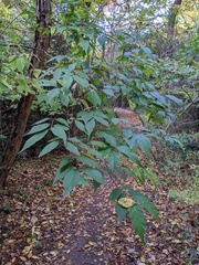 Callicarpa mollis