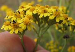 Senecio burchellii