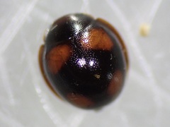 Sticholotis ruficeps