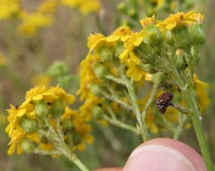Senecio burchellii
