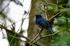 Cyornis hainanus