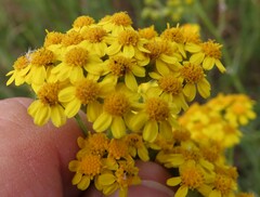 Senecio burchellii