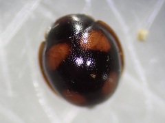 Sticholotis ruficeps