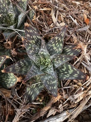 Aloe maculata