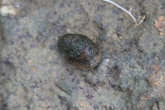 Neripteron violaceum