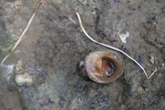 Neripteron violaceum