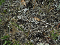 Peltigera rufescens