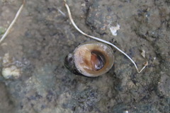 Neripteron violaceum