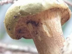 Pseudoboletus parasiticus