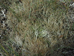 Cladonia subulata