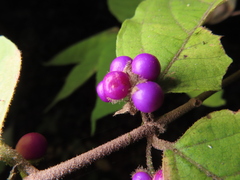 Callicarpa mollis