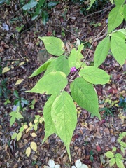 Callicarpa mollis
