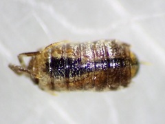 Olibrinidae