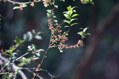 Ilex pubescens