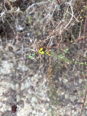 Acmispon glaber glaber