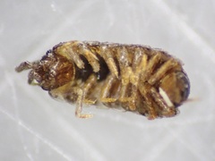 Olibrinidae