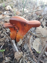 Omphalotus olearius