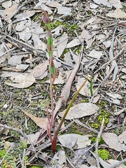 Calochilus
