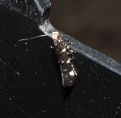 Gelechiidae