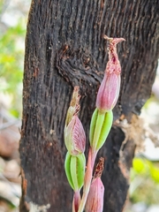 Calochilus