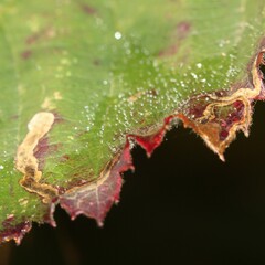Stigmella aurella