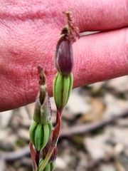 Calochilus