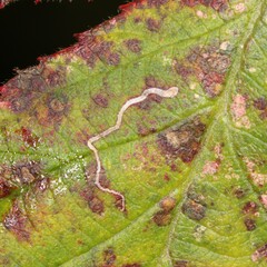 Stigmella aurella