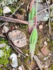 Calochilus