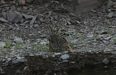 Bubo bengalensis