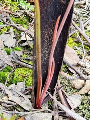 Calochilus