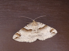 Syneora hemeropa