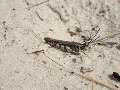 Psinidia fenestralis