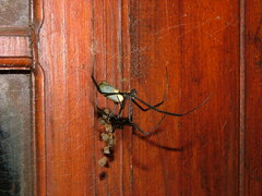 Trichonephila fenestrata