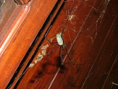 Trichonephila fenestrata