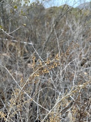 Artemisia californica