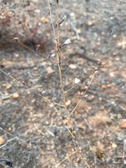 Stephanomeria diegensis