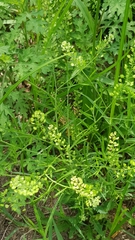 Lepidium virginicum