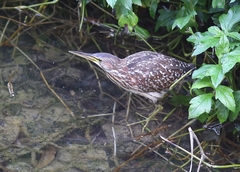 Ixobrychus eurhythmus