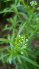 Lepidium virginicum