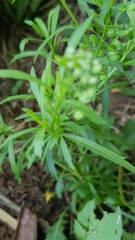 Lepidium virginicum