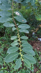 Bridelia tomentosa