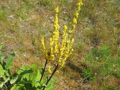 Verbascum nigrum