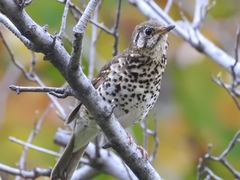 Turdus mupinensis