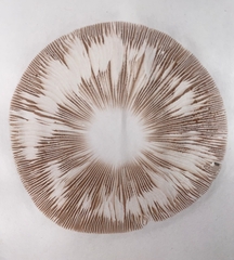 Volvopluteus gloiocephalus