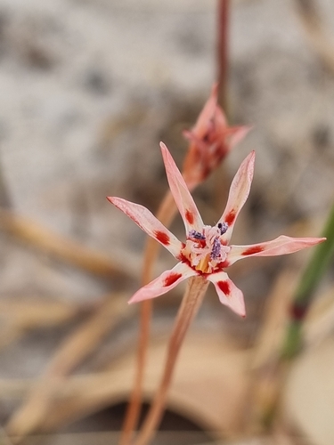 Image of Lapeirousia anceps by (c) Lizl Lubbe, some rights reserved (CC BY)
