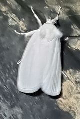 Tipanaea patulella