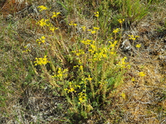 Petrosedum rupestre